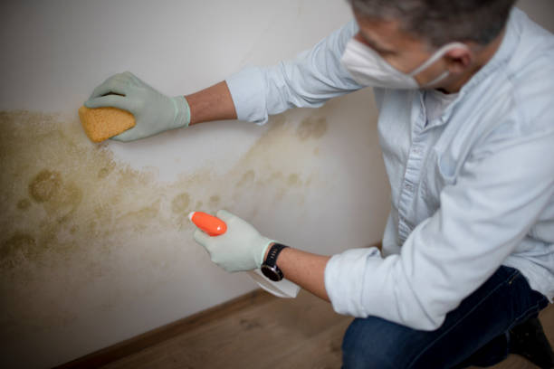 Best White Mold Remediation in Lamont, CA