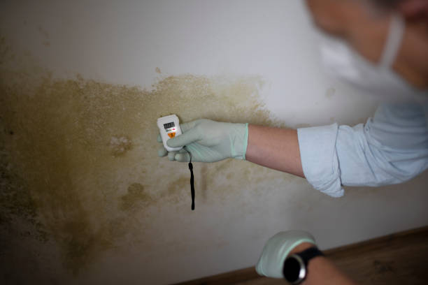 Best Residential Mold Remediation in Lamont, CA