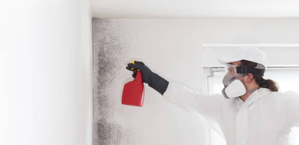 Best Attic Mold Remediation in Lamont, CA