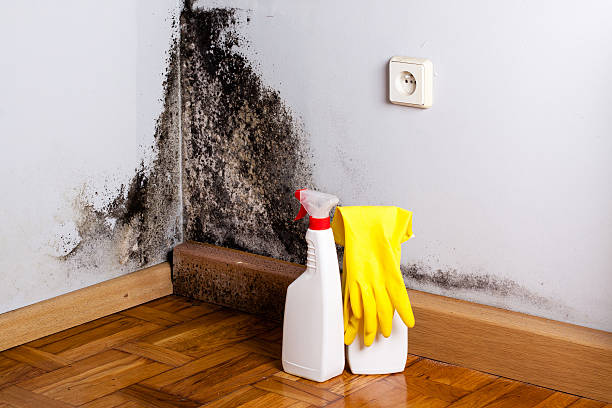 Best Post-Flood Mold Remediation in Lamont, CA