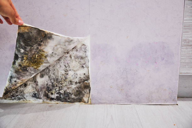 Best Basement Mold Remediation in Lamont, CA